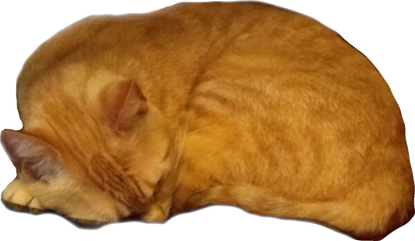 Bibi laying