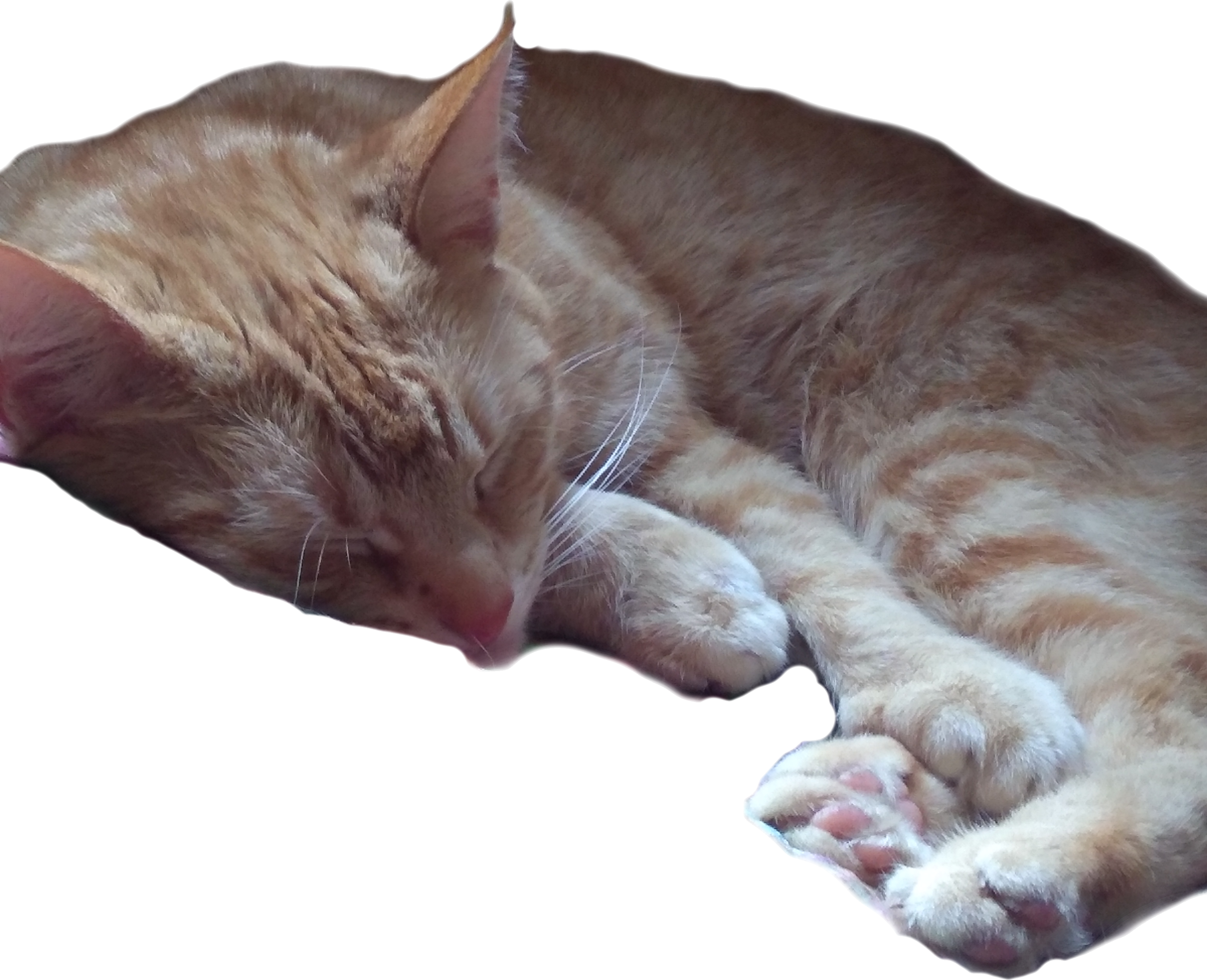 Bibi sleeping again