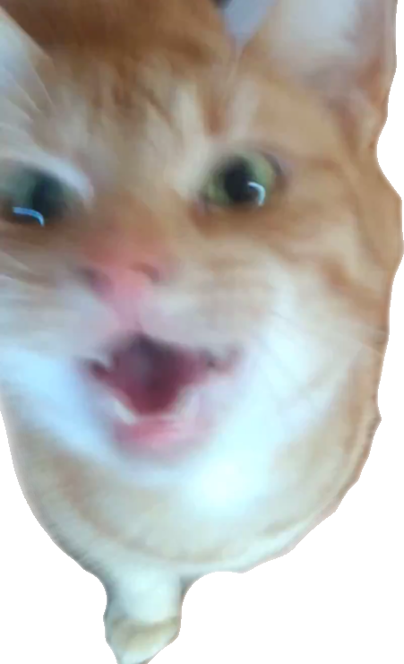 Bibi pog