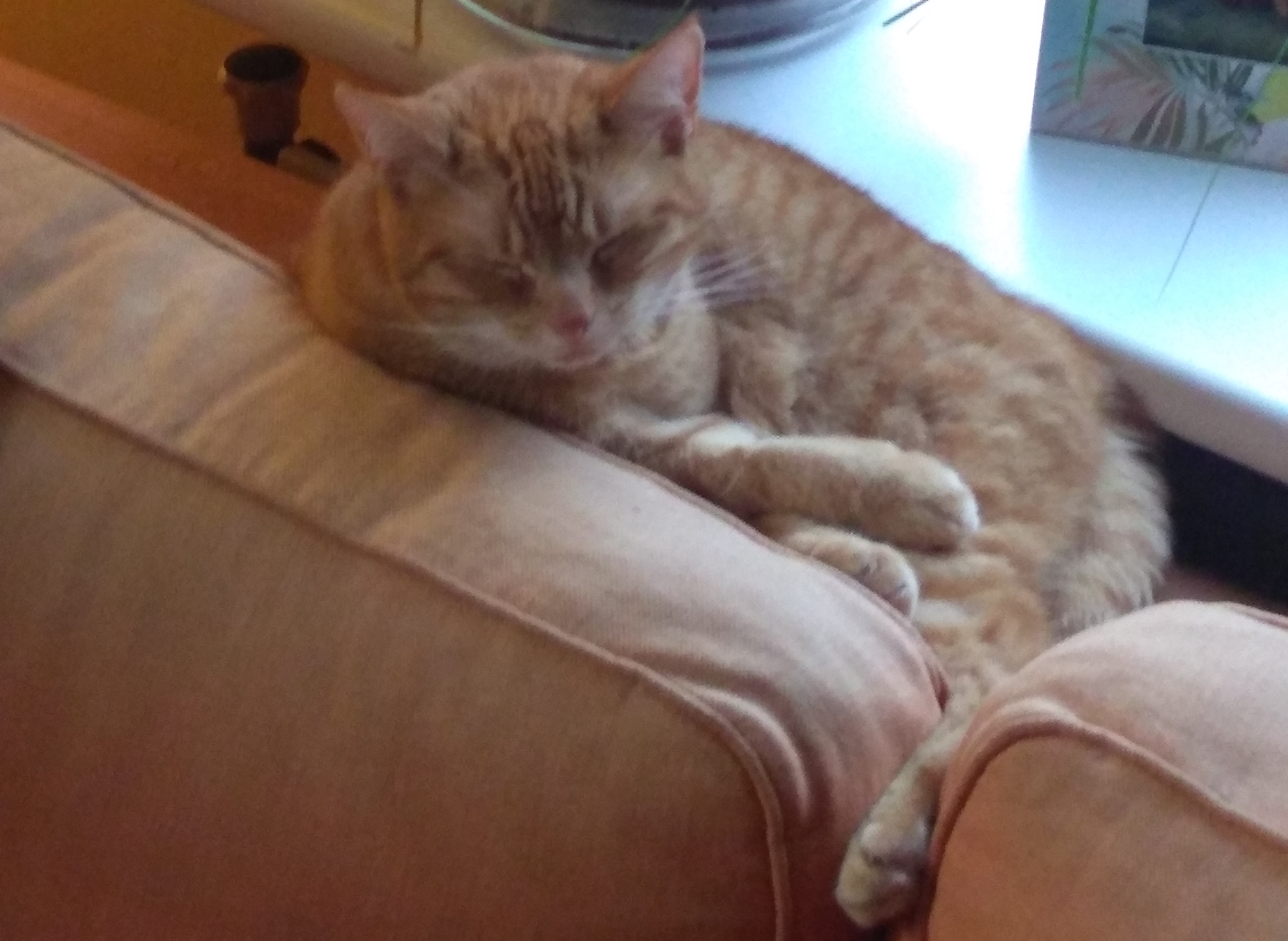 Bibi in couch