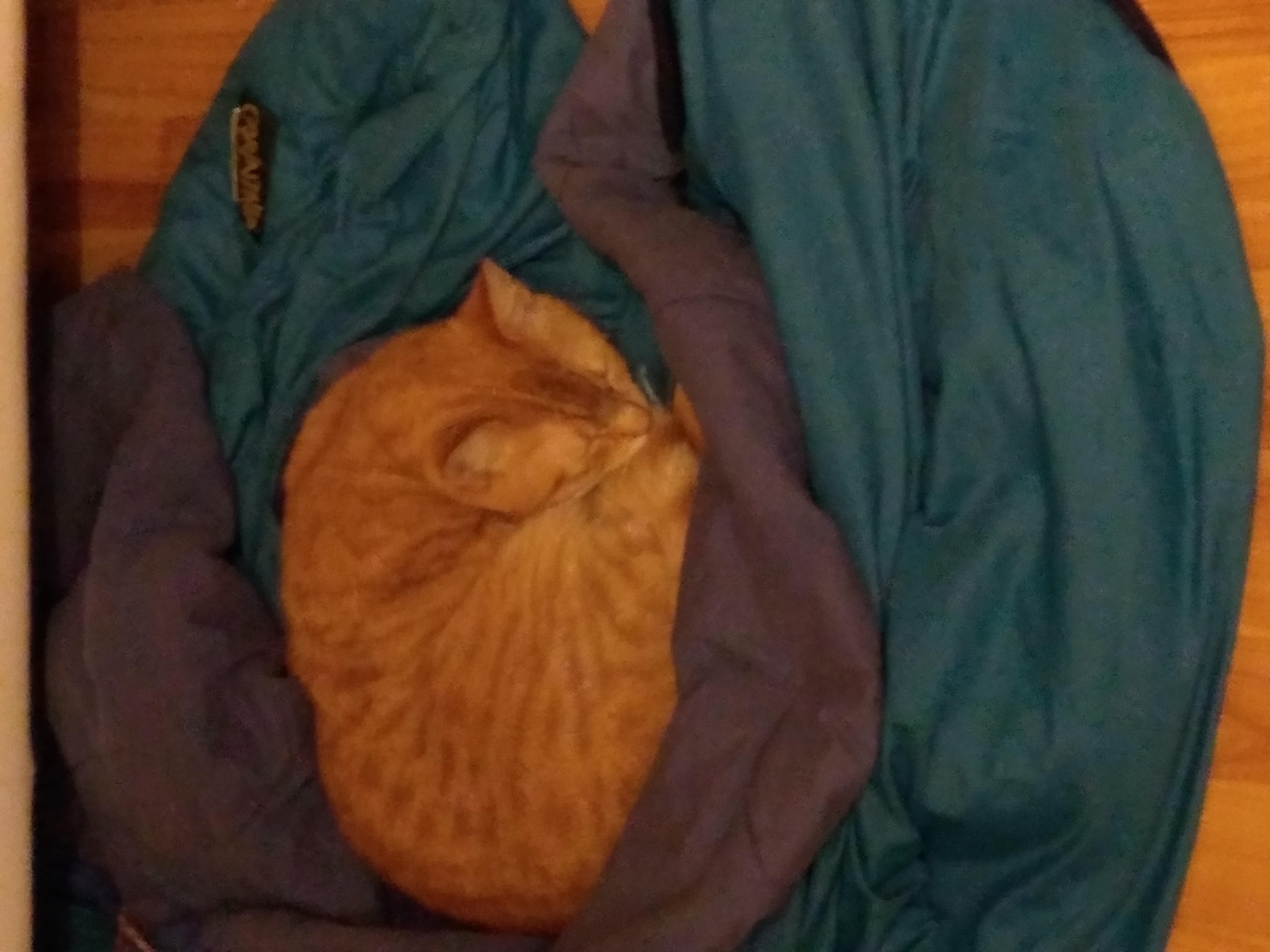 Bibi sleeping