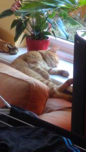 Bibi laying in front of window
