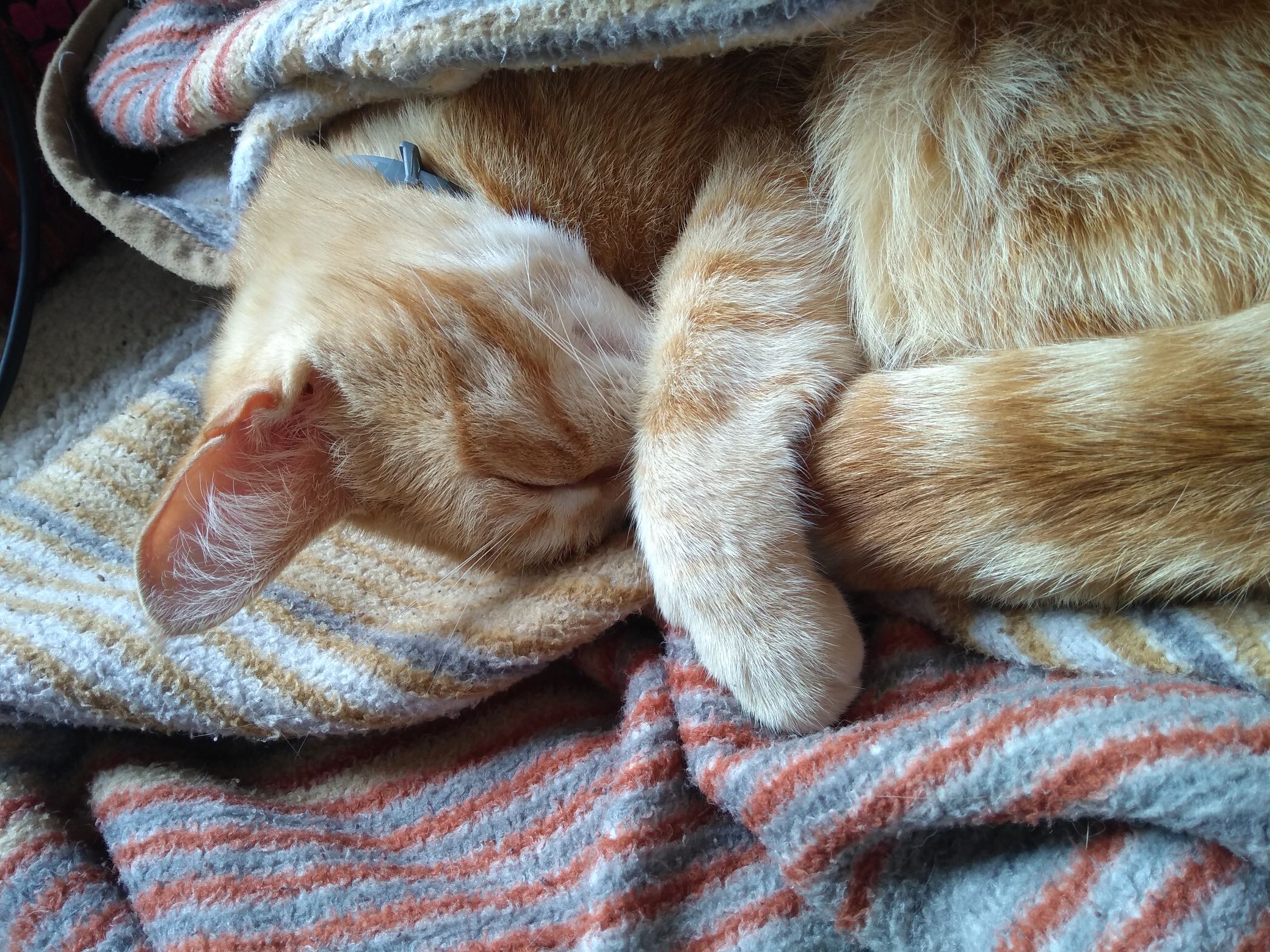 Bibi sleeping