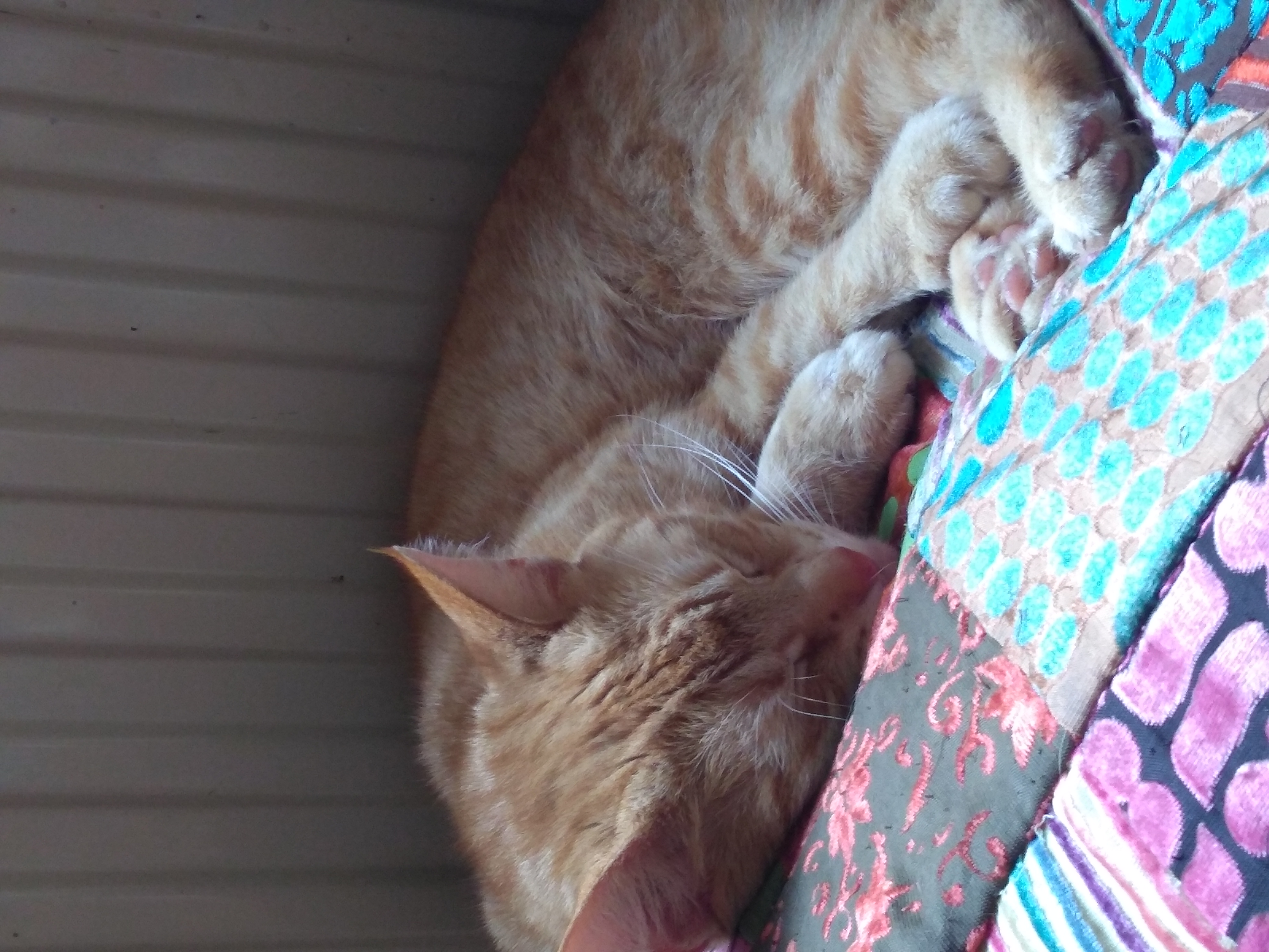 Bibi sleeping on pillow